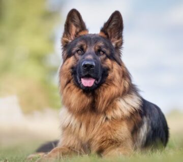 غذای سگ ژرمن حامله