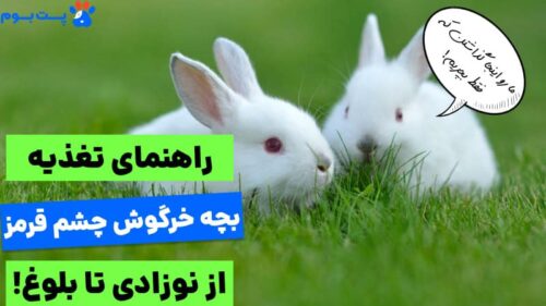 غذای بچه خرگوش سفید چشم قرمز از نوزادی تا 2 ماهگی