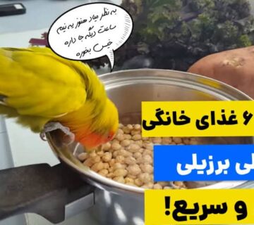 دستور پخت غذای خانگی طوطی برزیلی آسان و سریع