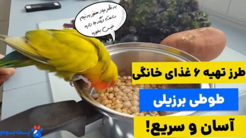 دستور پخت غذای خانگی طوطی برزیلی آسان و سریع
