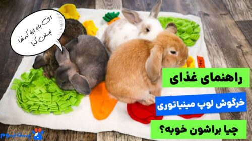 غذای خرگوش لوپ مینیاتوری