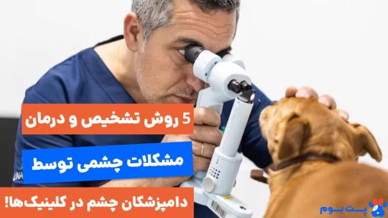 5  روش تخصصی دامپزشک چشم برای تشخیص و درمان بیماری‌های چشمی حیوانات