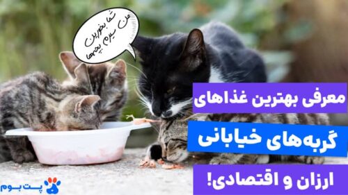 معرفی بهترین غذای گربه های خیابانی