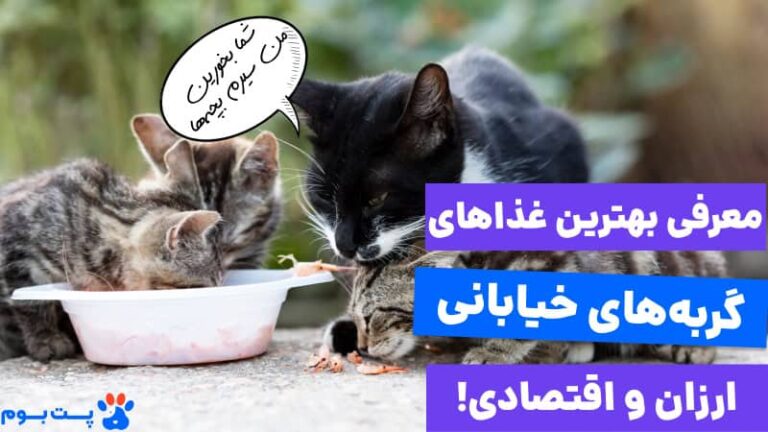 معرفی 7 غذای گربه‌ های خیابانی + نکات مهم غذا دادن به آنها