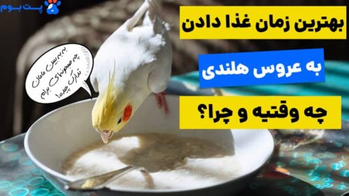 بهترین زمان غذای عروس هلندی در روز