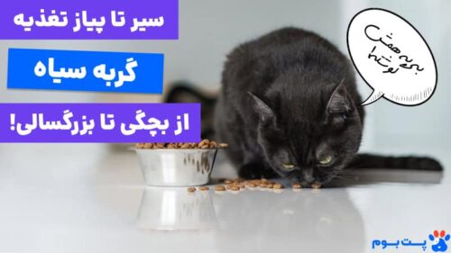 سیر تا پیاز غذای گربه سیاه از بچگی تا بزرگسالی