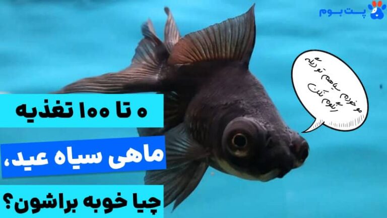 غذای ماهی سیاه عید چیست؟ 0 تا 100 تغذیه ماهی عید!