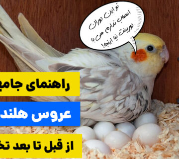 راهنمای کامل غذای عروس هلندی مولد