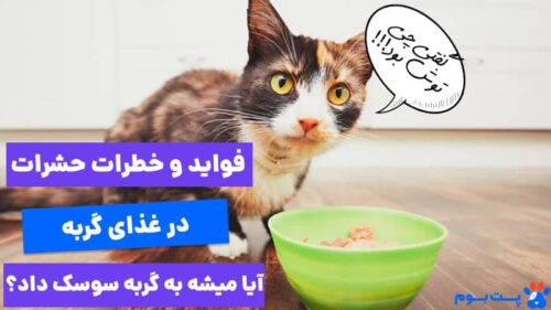 آیا حشره غذای گربه می‌تواند باشد؟