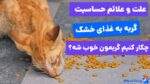 علت و علائم حساسیت گربه به غذای خشک! بهترین روش درمان آن