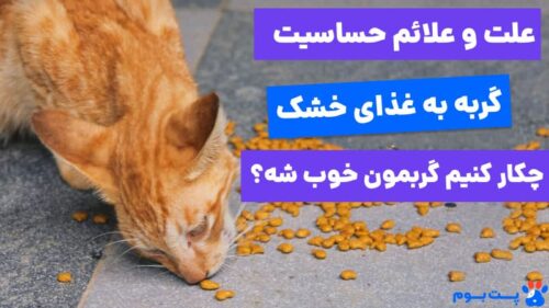 علت و علائم حساسیت گربه به غذای خشک