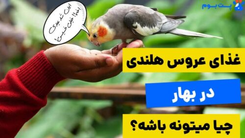 سیر تا پیاز غذای عروس هلندی در بهار