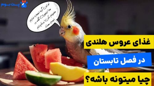 غذای عروس هلندی در تابستان