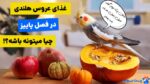 راهنمای جامع غذای عروس هلندی در فصل پاییز: 3 نوع تغذیه مناسب برای سلامتی و انرژی بیشتر