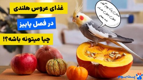غذای عروس هلندی در فصل پاییز چیا می‌تونه باشه؟