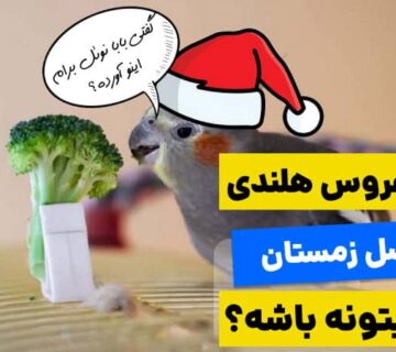 غذای عروس هلندی در زمستان