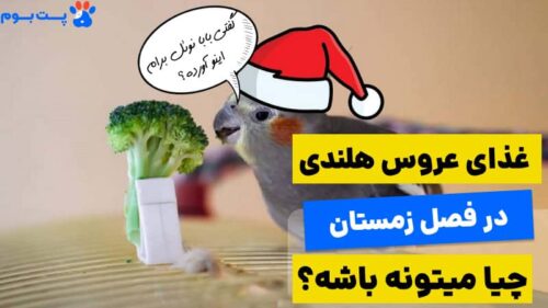 غذای عروس هلندی در زمستان