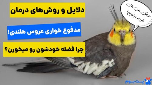 چرا عروس هلندی فضله میخوره؟ دلایل و روش‌های درمان آن