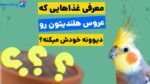 24 غذایی که عروس هلندی دوست دارد+ برنامه غذایی