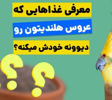 غذایی که عروس هلندی دوست دارد