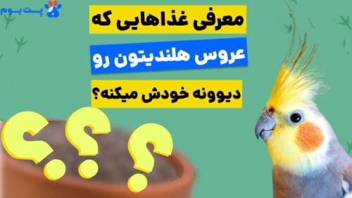 غذایی که عروس هلندی دوست دارد