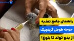 راهنمای جامع غذای جوجه طوطی گرینچیک بدون مادر!