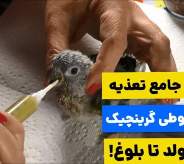سیر تا پیاز تغذیه جوجه گرینچیک از بدو تولد تا بلوغ!