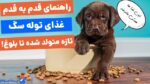 راهنمای جامع و قدم به قدم غذای توله سگ از بدو تولد تا بلوغ!