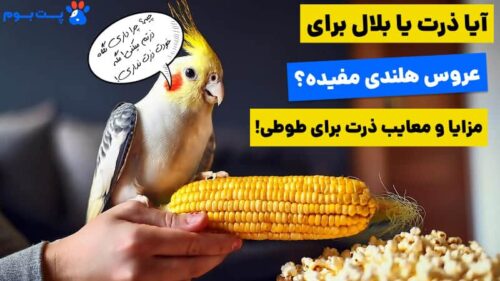 آیا غذای عروس هلندی ذرت میتونه باشه؟