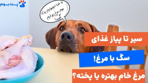 سیر تا پیاز غذای سگ با مرغ به همراه دستور پخت!