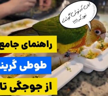 راهنمای جامع غذای طوطی گرینچیک از جوجگی تا بلوغ