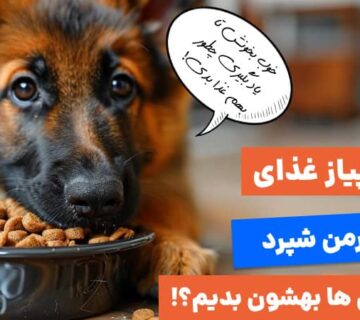 سیر تا پیاز غذای سگ گرگی