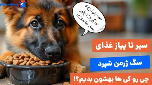 سیر تا پیاز غذای سگ گرگی
