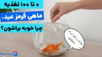 غذای ماهی قرمز نان است؟! سیر تا پیاز غذای ماهی عید