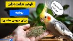 4 فایده یونجه برای عروس هلندی که ازش بی‌خبرین!