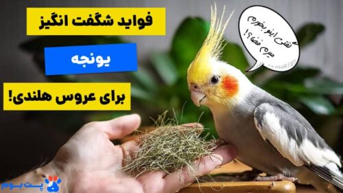 4 فایده بی نظیر یونجه برای عروس هلندی