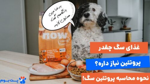 غذای سگ چقدر پروتئین دارد