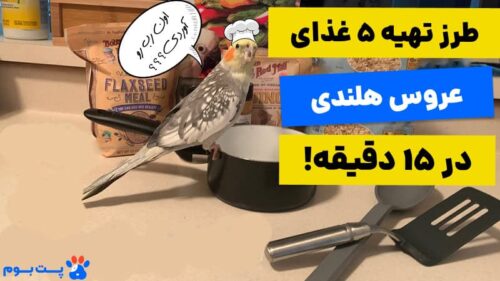 طرز تهیه غذای عروس هلندی در خانه