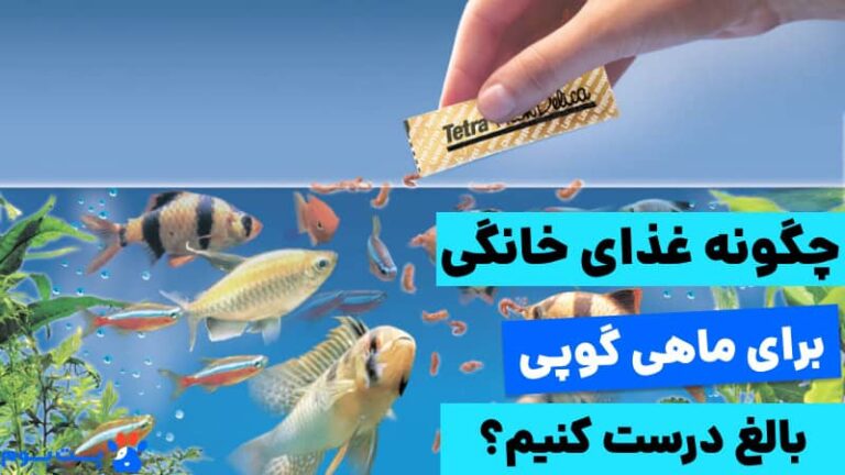 چگونه غذای ماهی گوپی درست کنیم؟ دستور پخت 3 غذای خانگی