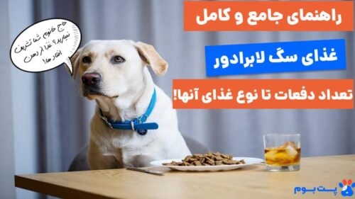 راهنمای جامع غذای سگ لابرادور