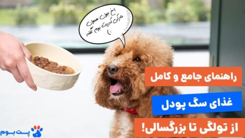 راهنمای غذای سگ پودل از تولگی تا بزرگسالی