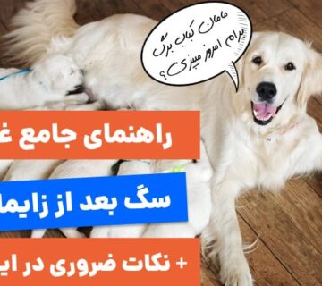 راهنمای غذای سگ بعد از زایمان