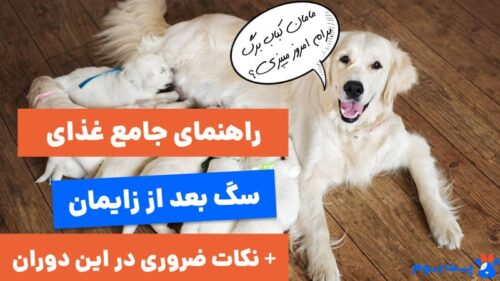 راهنمای غذای سگ بعد از زایمان