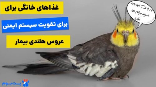 غذای عروس هلندی بیمار