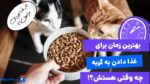 چرا داشتن زمان‌بندی در غذا دادن به گربه مهمه؟