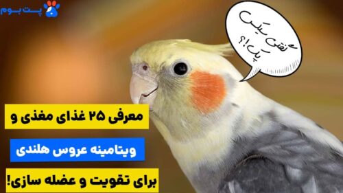 25 غذای ویتامین دار برای عروس هلندی