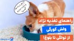 راهنمای جامع غذای سگ ولش کورگی از تولگی تا بلوغ!