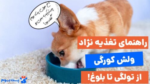 راهنمای غذایسگ ولش کورگی از تولگی تا بلوغ