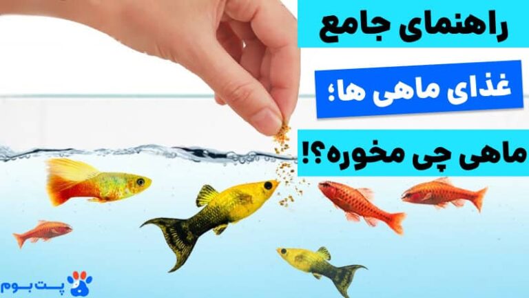 غذای ماهی ها چیست؟ معرفی 16 تا از بهترین غذاهای ماهی!