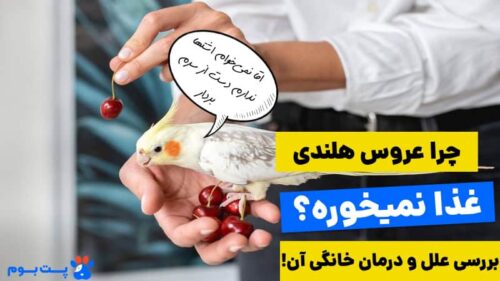 چرا عروس هلندی غذا نمیخوره؟
